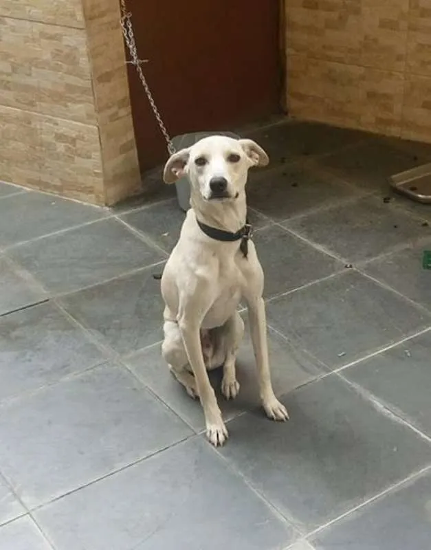 Cachorro ra a SRD idade 1 ano nome Pipoca