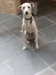 Pipoca