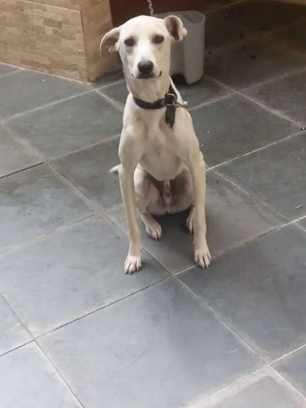 Cachorro ra a SRD idade 1 ano nome Pipoca