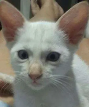Gato raça SRD idade 2 a 6 meses nome Fuleco