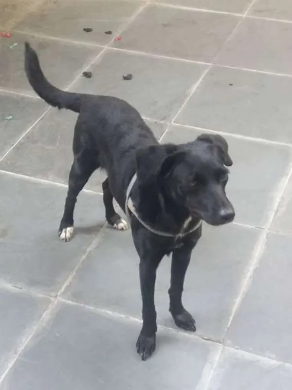 Cachorro ra a SRD idade 1 ano nome Bia