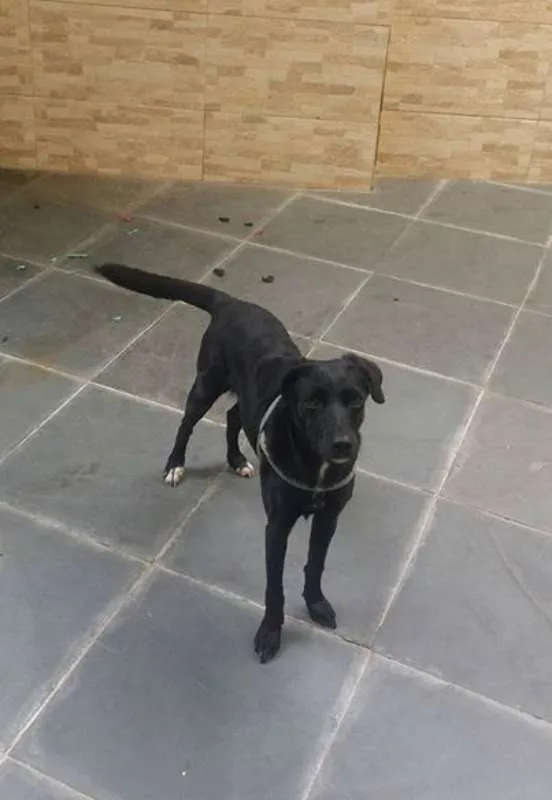 Cachorro ra a SRD idade 1 ano nome Bia