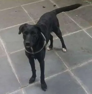 Cachorro raça SRD idade 1 ano nome Bia