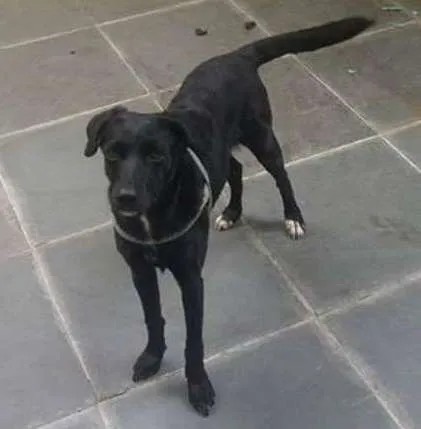 Cachorro ra a SRD idade 1 ano nome Bia