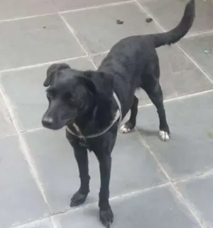 Cachorro raça SRD idade 1 ano nome não sabemos