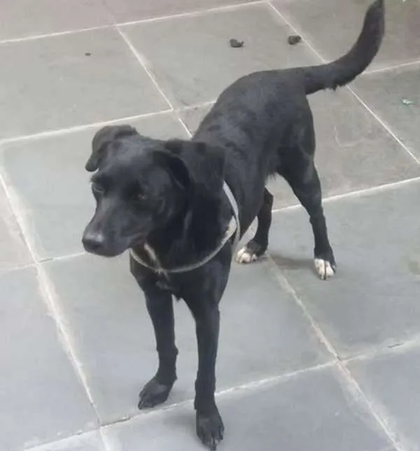 Cachorro ra a SRD idade 1 ano nome não sabemos