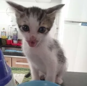 Gato raça SRD idade Abaixo de 2 meses nome Zoiudinho