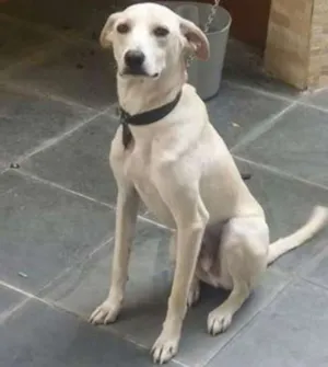 Cachorro raça SRD idade 1 ano nome Pipoca