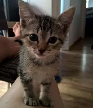 Gato raça SRD idade Abaixo de 2 meses nome Sofia