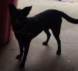 Cachorro raça Mestiça idade 2 a 6 meses nome Babi