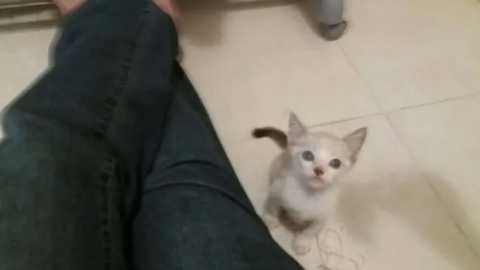 Gato ra a SRD idade Abaixo de 2 meses nome GATINHA FILHOTE DÓCI