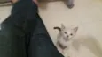 GATINHA FILHOTE DÓCI