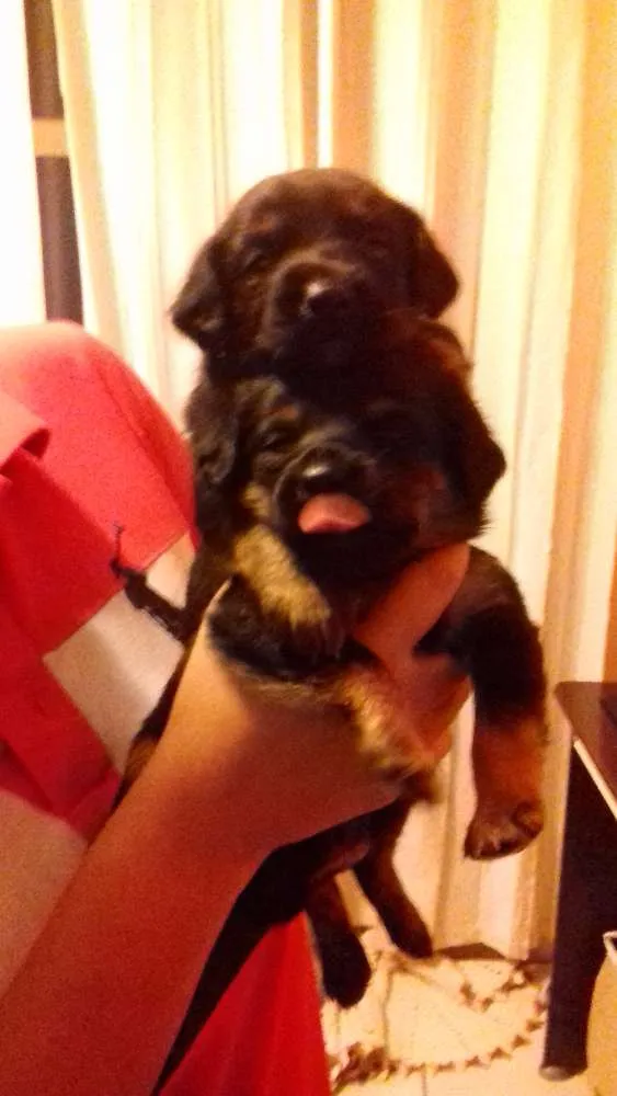 Cachorro ra a Vira lata idade Abaixo de 2 meses nome Meus bebes