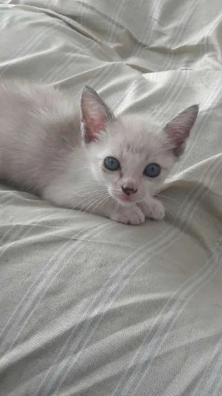 Gato ra a SRD idade Abaixo de 2 meses nome GATINHA FILHOTE DÓCI