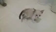 GATINHA FILHOTE DÓCI