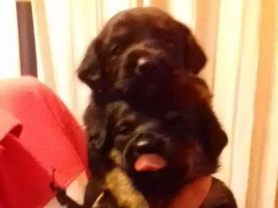 Cachorro ra a Vira lata idade Abaixo de 2 meses nome Meus bebes