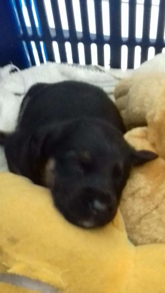Cachorro ra a Vira lata idade Abaixo de 2 meses nome Meus bebes
