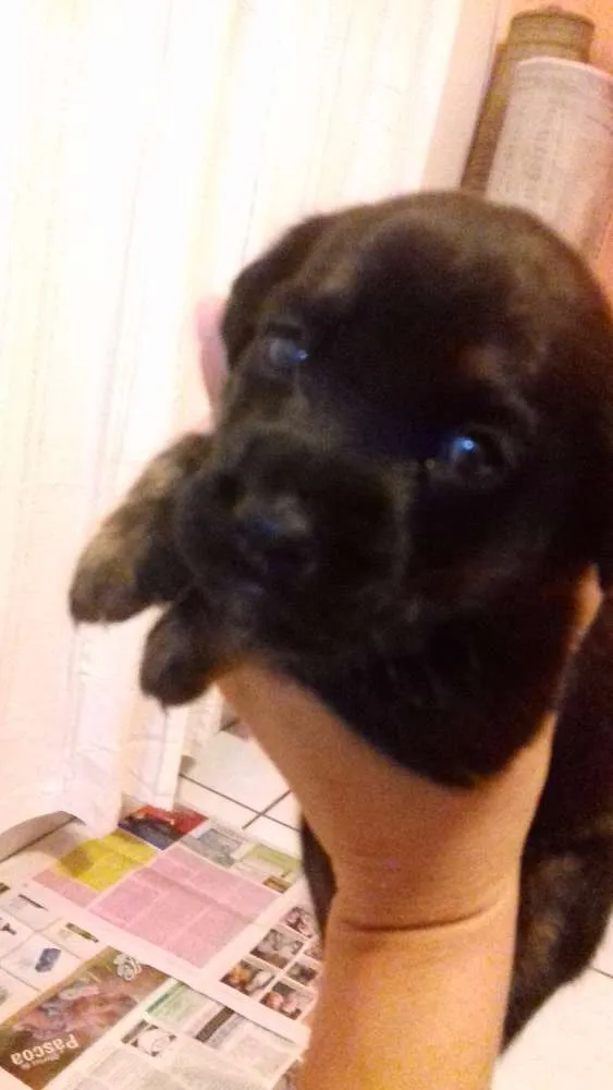 Cachorro ra a Vira lata idade Abaixo de 2 meses nome Meus bebes