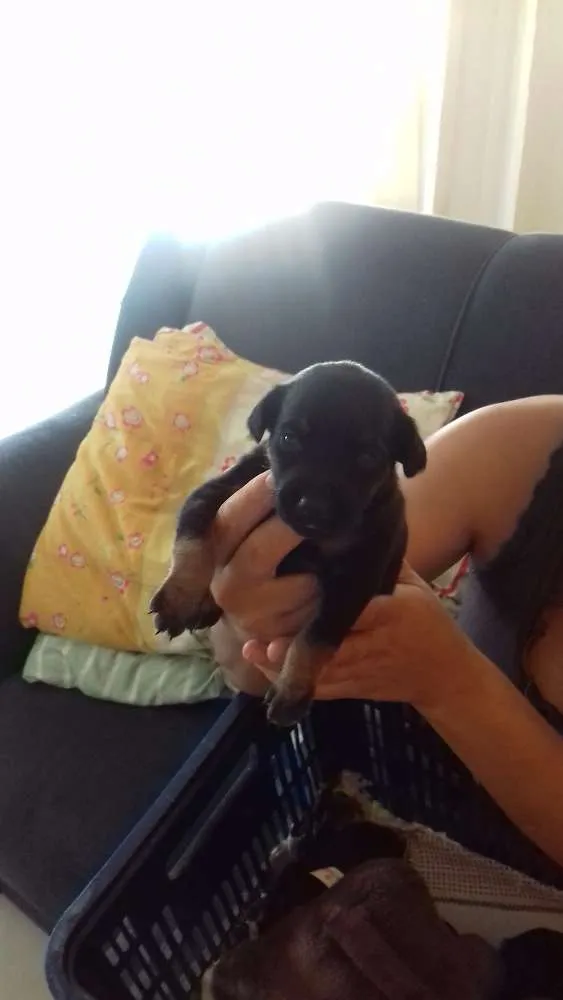 Cachorro ra a Vira lata idade Abaixo de 2 meses nome Meus bebes