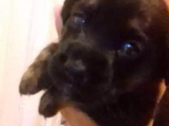 Cachorro ra a Vira lata idade Abaixo de 2 meses nome Meus bebes