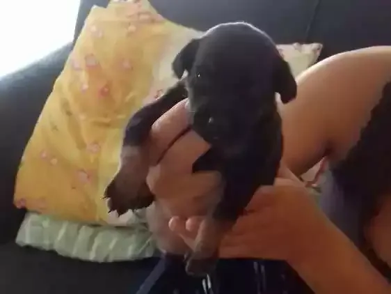 Cachorro ra a Vira lata idade Abaixo de 2 meses nome Meus bebes