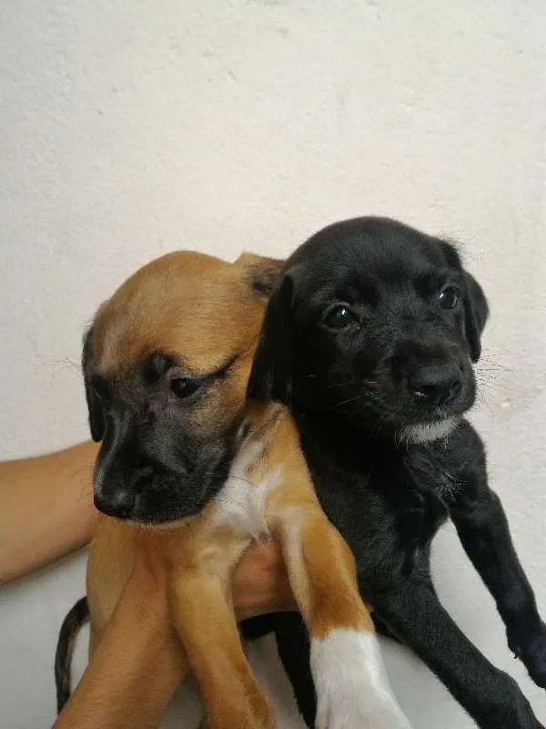 Cachorro ra a Sem raça idade 2 a 6 meses nome Filhotes