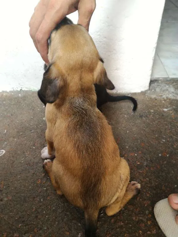 Cachorro ra a Sem raça idade 2 a 6 meses nome Filhotes