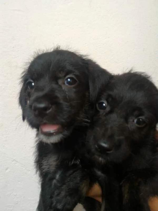 Cachorro ra a Sem raça idade 2 a 6 meses nome Filhotes