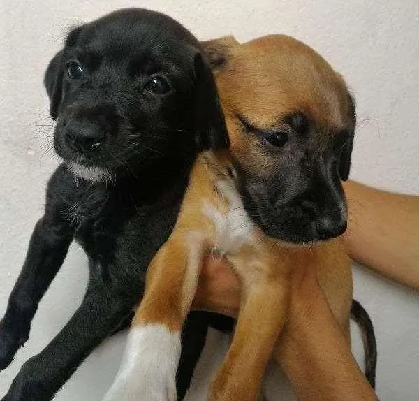 Cachorro ra a Sem raça idade 2 a 6 meses nome Filhotes