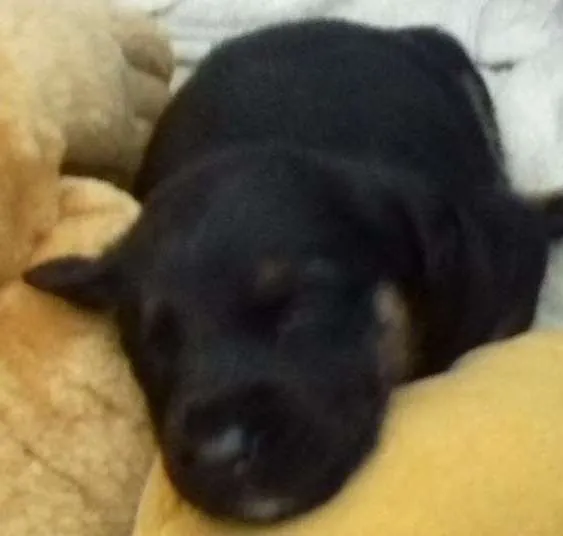 Cachorro ra a Vira lata idade Abaixo de 2 meses nome Meus bebes