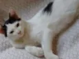Frajola