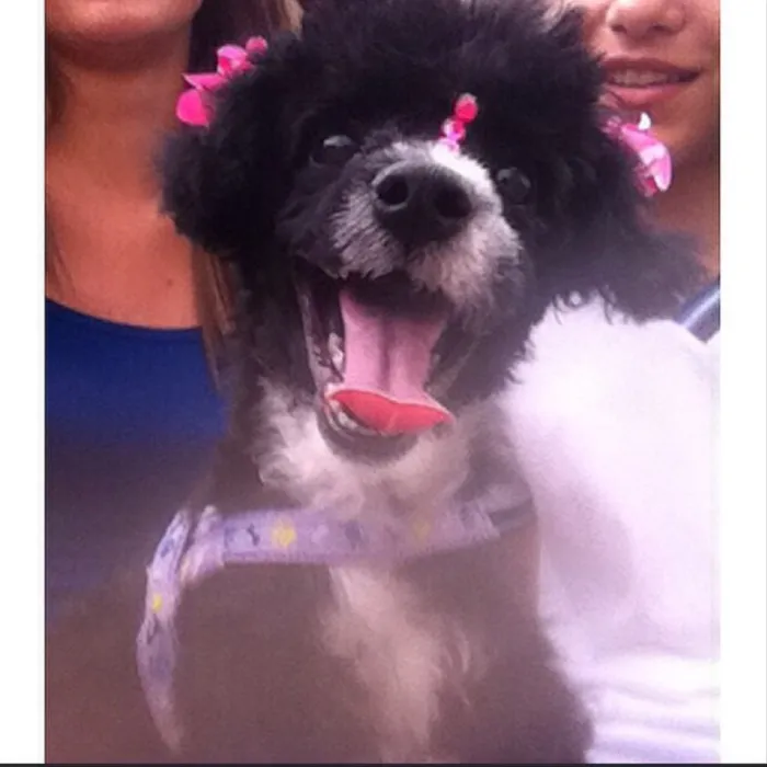 Cachorro ra a Poodle idade 7 a 11 meses nome Jade