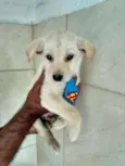 Chico