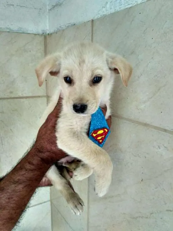Cachorro raça Viralata idade 2 a 6 meses nome Chico