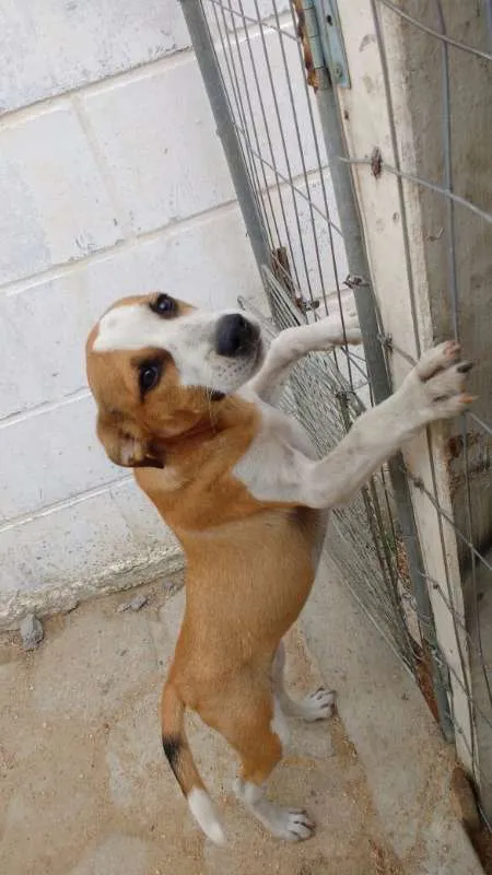 Cachorro ra a Vira Lata idade 2 a 6 meses nome Lola