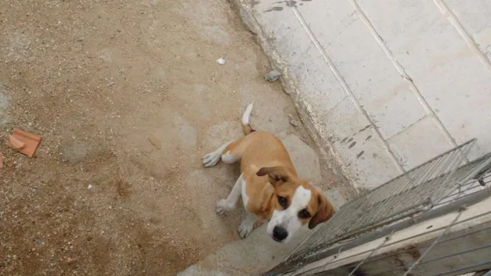 Cachorro ra a Vira Lata idade 2 a 6 meses nome Lola