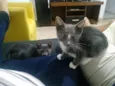 Mimi