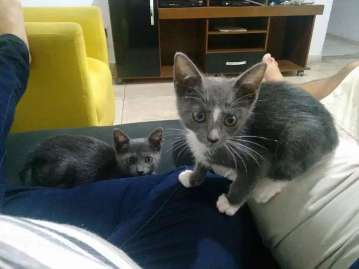 Gato raça indefinida idade Abaixo de 2 meses nome Mimi