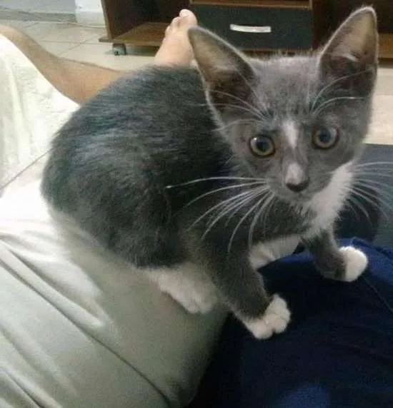 Gato raça indefinida idade Abaixo de 2 meses nome Mimi