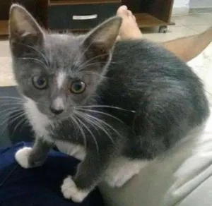 Gato raça indefinida idade Abaixo de 2 meses nome Mimi