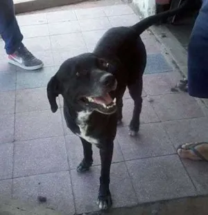 Cachorro raça não definida grande porte idade 3 anos nome Negão