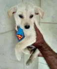 Chico