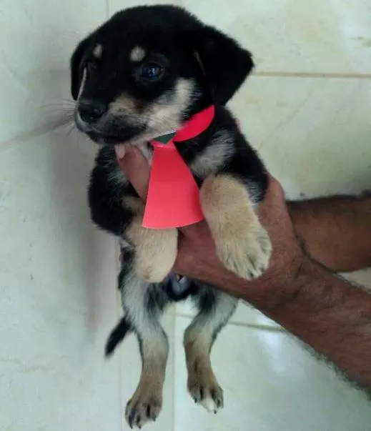 Cachorro ra a Viralata idade 2 a 6 meses nome Bob