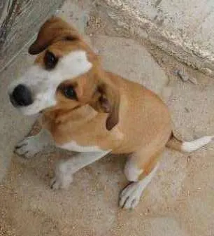 Cachorro ra a Vira Lata idade 2 a 6 meses nome Lola