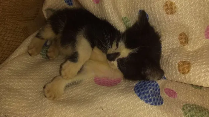 Gato raça Vira lata idade Abaixo de 2 meses nome Nicoly e Nicolas