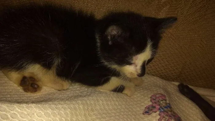 Gato raça Vira lata idade Abaixo de 2 meses nome Nicoly e Nicolas