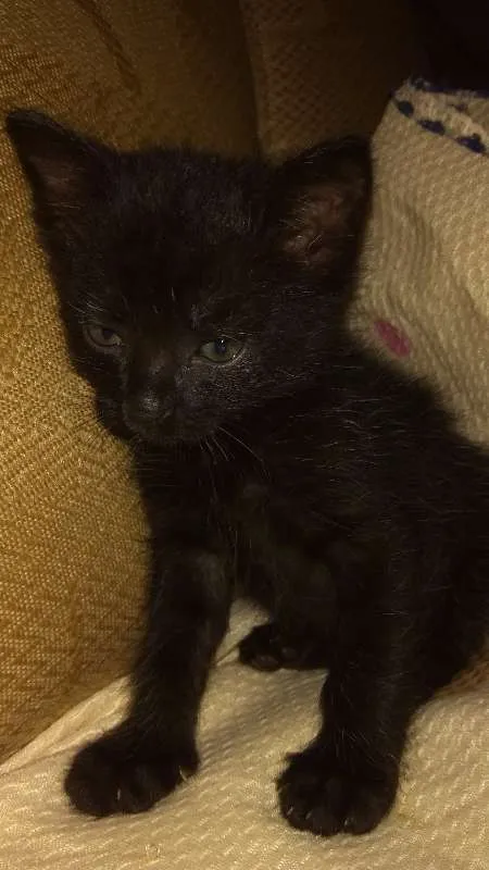 Gato raça Vira lata idade Abaixo de 2 meses nome Nicoly e Nicolas
