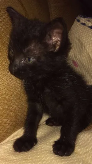 Gato raça Vira lata idade Abaixo de 2 meses nome Nicoly e Nicolas