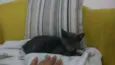 Cleo