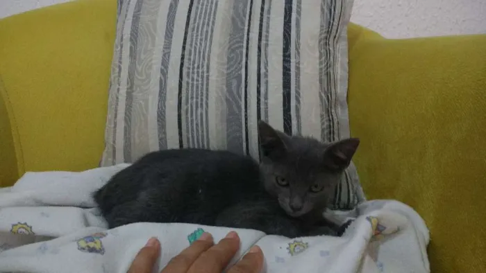 Gato raça indefinida idade Abaixo de 2 meses nome Cleo
